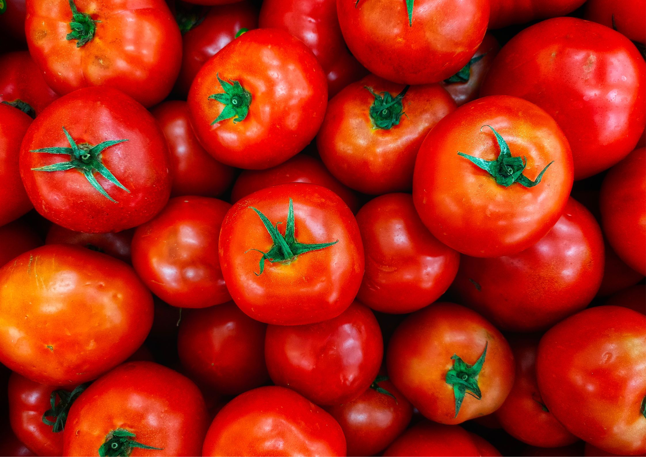 抗酸化作用を含み美白に良いと言われている”トマト”をご紹介します❣️ACE 1fitnesspage-visual 抗酸化作用を含み美白に良いと言われている”トマト”をご紹介します❣️ACE 1fitnessビジュアル